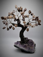 Zebra Jasper Australian Bonsai Tree 7